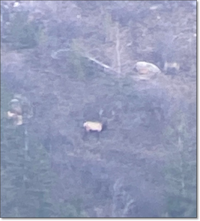 Elk on Mountainside